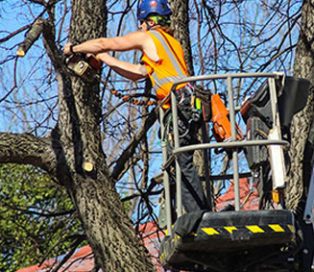 Trimming Of Overhung Trees