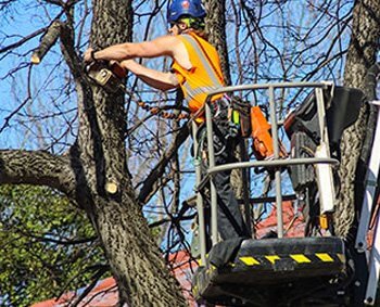 Trimming Of Overhung Trees